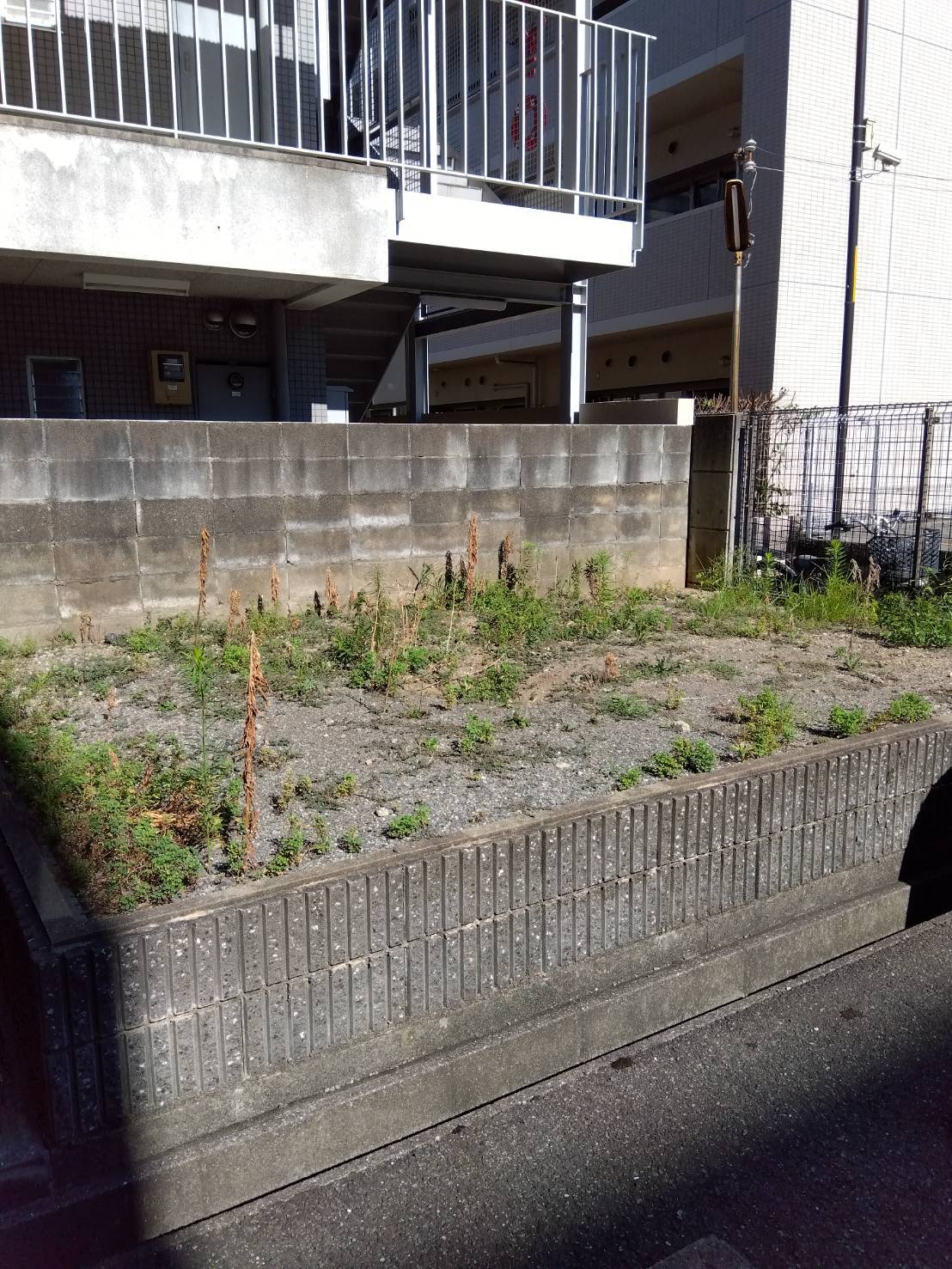 マンション共有部の草むしり前